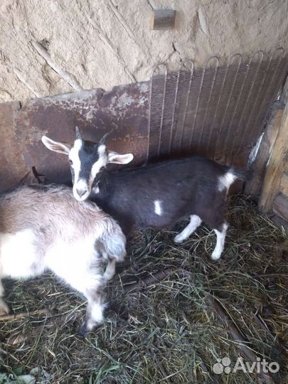 Коза дойная