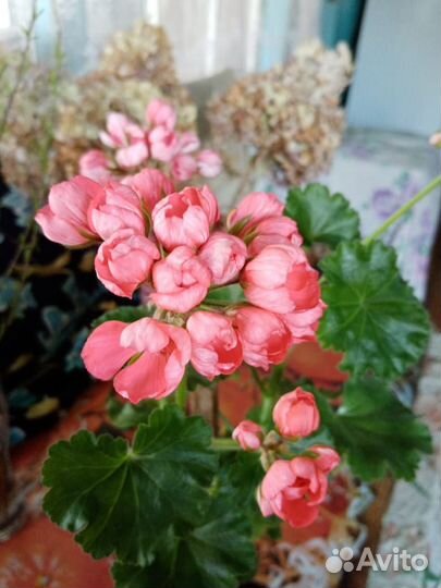 Пеларгония, черенок