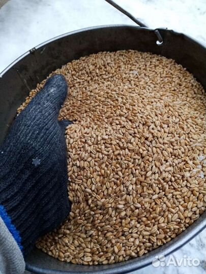 Зерно пшеница ячмень кукуруза овес отруби