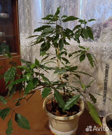 Гибискус китайская роза