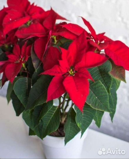 Пуансеттия. Рождественская звезда