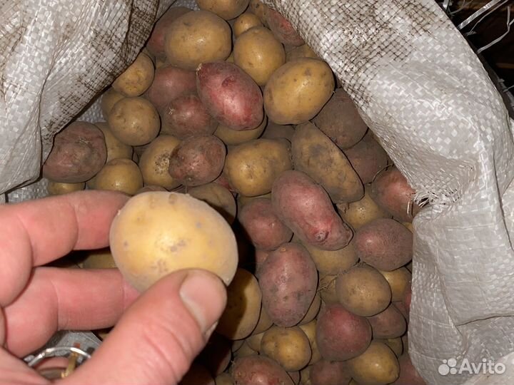 Мелкий картофель