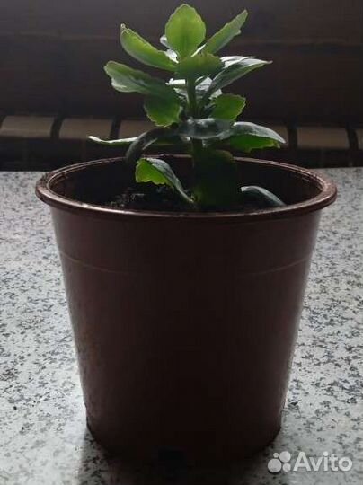 Комнатные растения цветы Колонхоэ