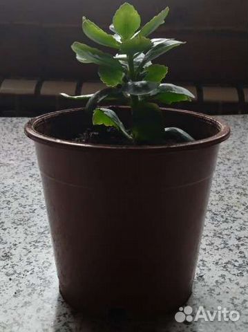 Комнатные растения цветы Колонхоэ