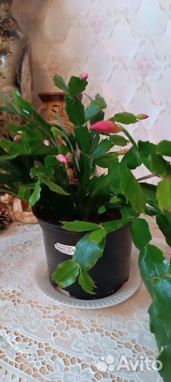 Зигокактус