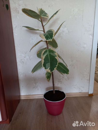 Фикус тинеке каучуконосный большой