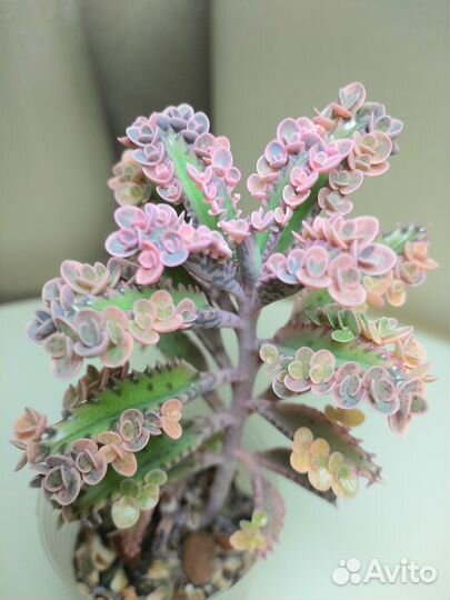 Суккуленты