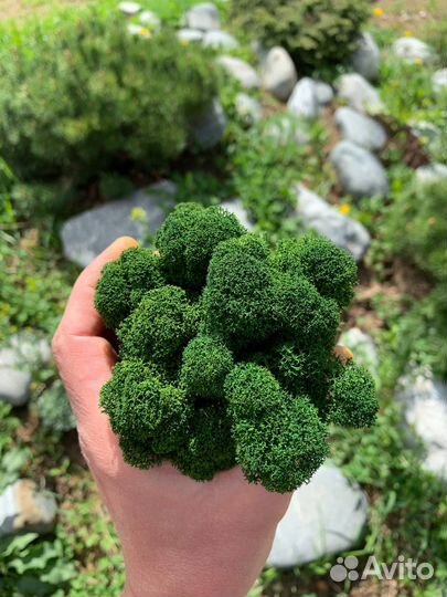 Эко-декор: стабилизированный мох, Фуксия