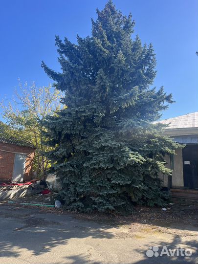 Хвойные растения