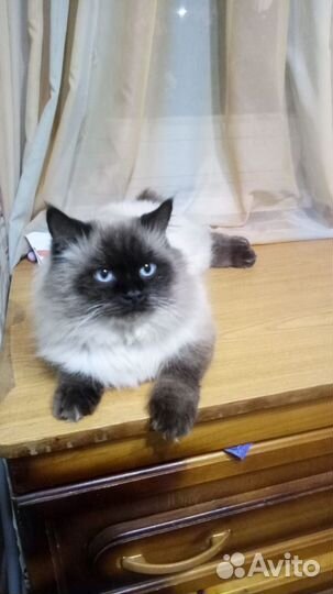 Невская маскарадная