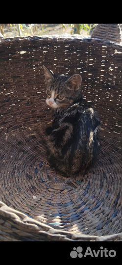 Котенок в добрые руки