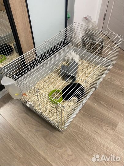 Продам две морские свинки с клеткой