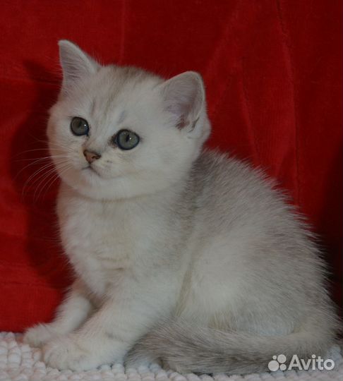 Британчики серебро и золото