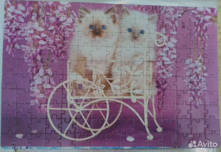 Позл котята новый