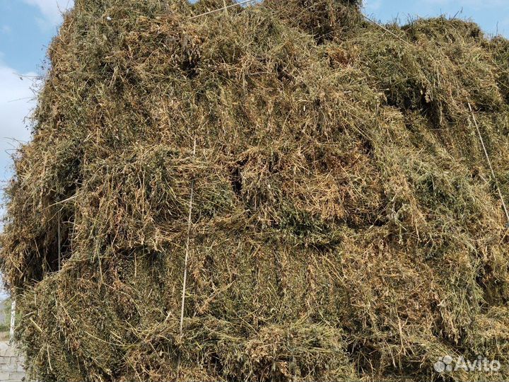 Сено люцерны в тюках