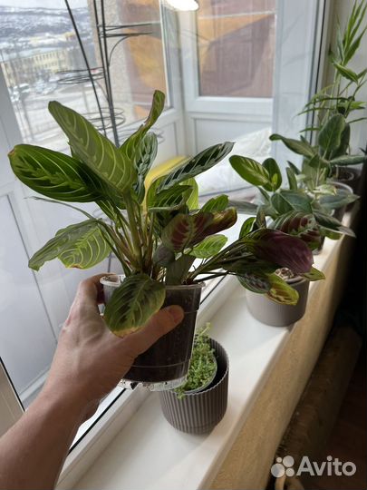 Маранта лимон лайм и триколор