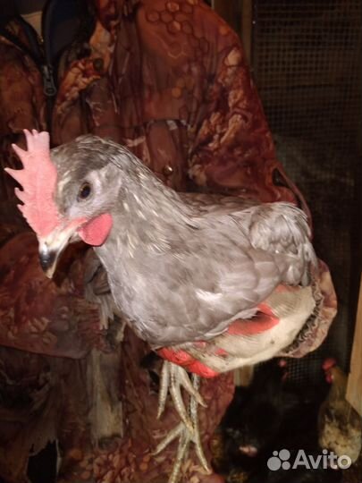 Инкубационое яйцо кур Сильверудд Блу, петушки