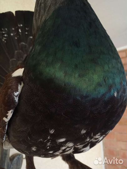 Глухарь чучело