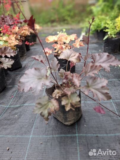 Растения гейхера гебридная