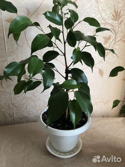 Фикус бенджамина