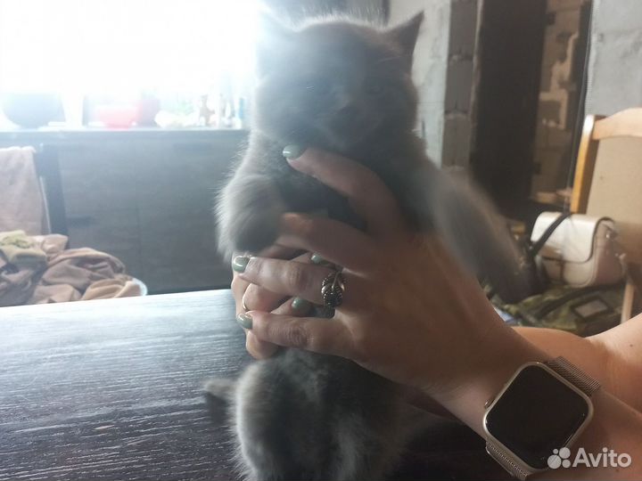 Домашние животные котята