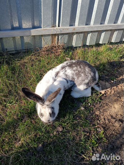 Крол на обмен