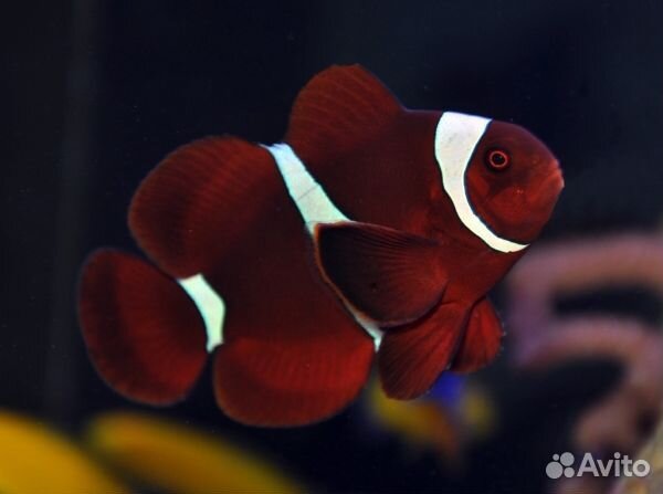 Морские кораллы Зоантусы. Премнас. Дасцил