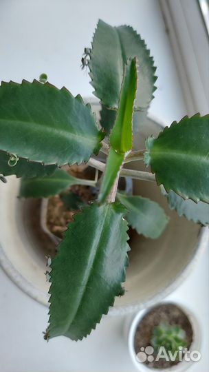 Каланхоэ лечебное