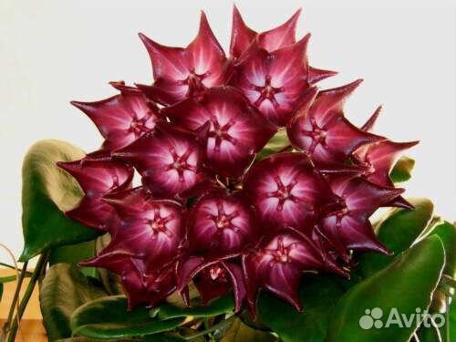 Хойи разных сортов