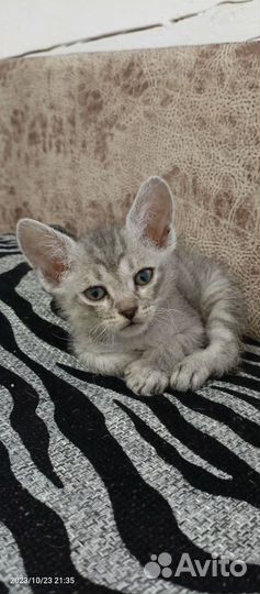 Кошки бесплатно