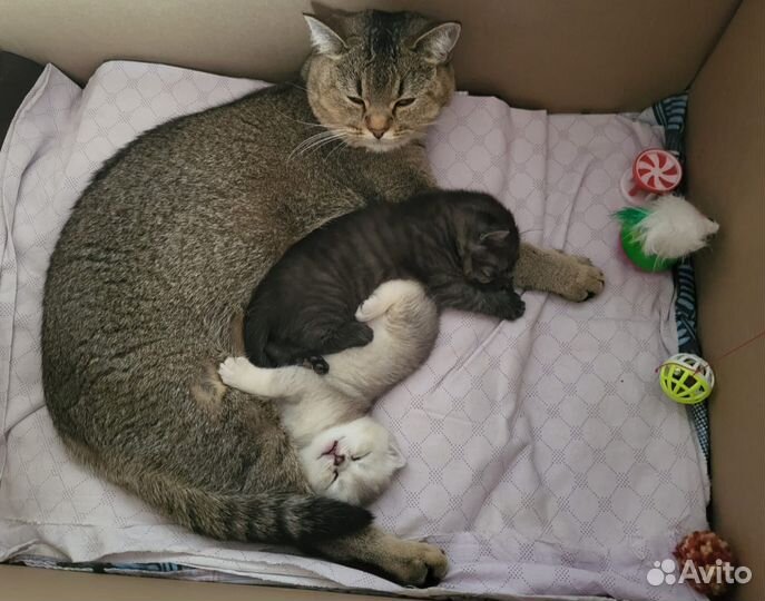 Британские котята