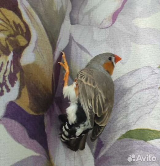 Самец зебрового амадина