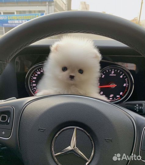 Эксклюзивные VIP мини шпицы беби фейс