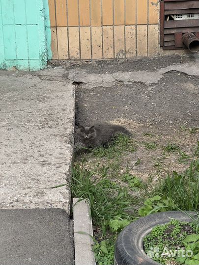 Котенок