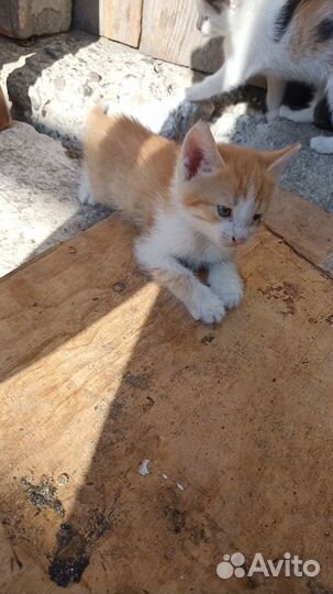 Котята в добрые руки