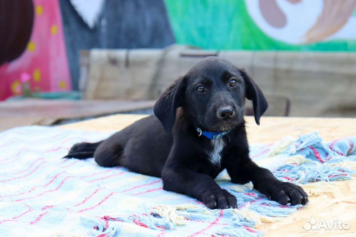 Бентли в дар