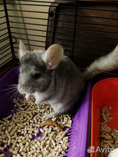 Шиншиллы молодые с новой клеткой