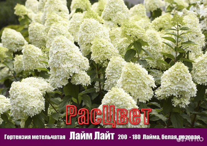 Гортензия метельчатая