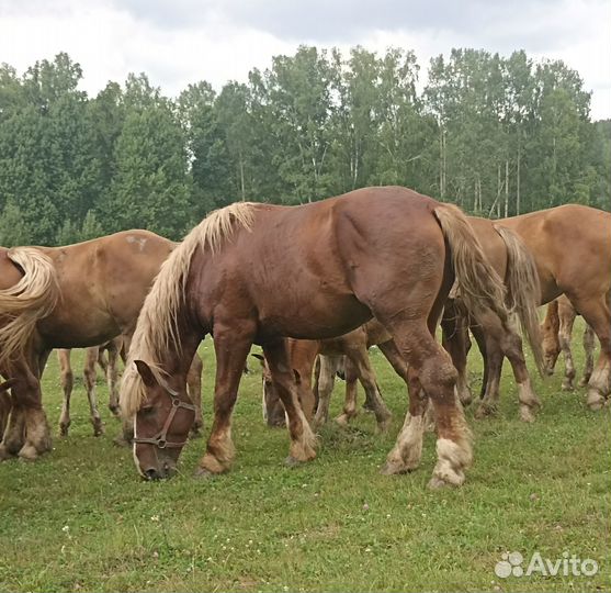 Жеребец тяжеловоз