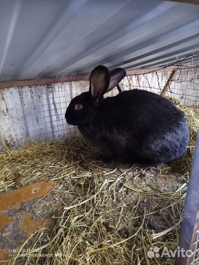 Продаются кролики на племя
