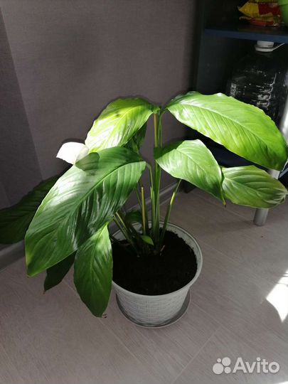 Спатифиллум