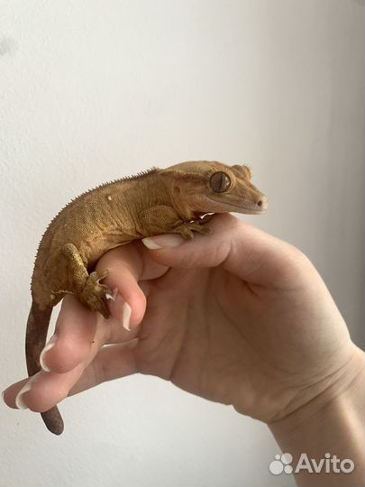 Бананоед самка