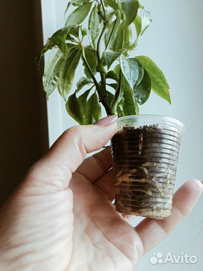 Антуриум рассеченный