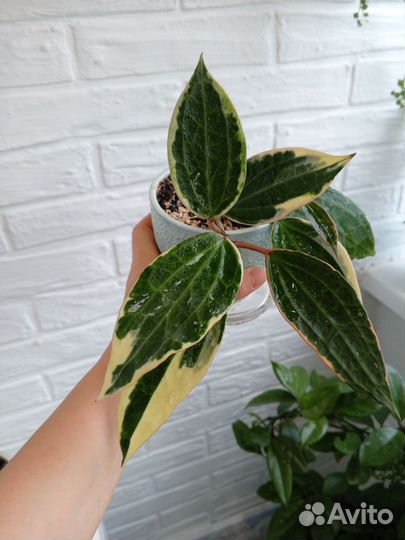 Комнатные цветы