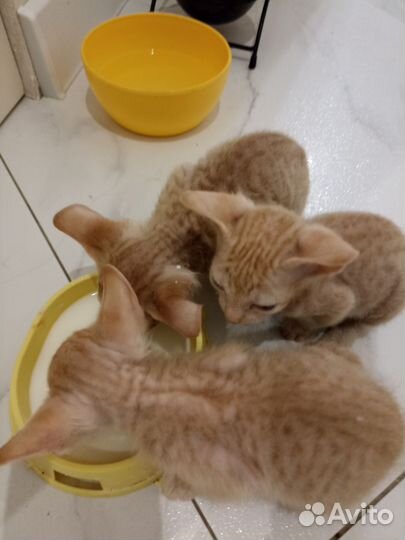 Донской сфинкс котята