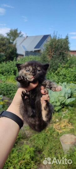 Котята отдам в добрые руки бесплатно