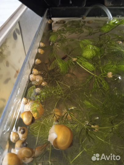 Улитки Ампулярии