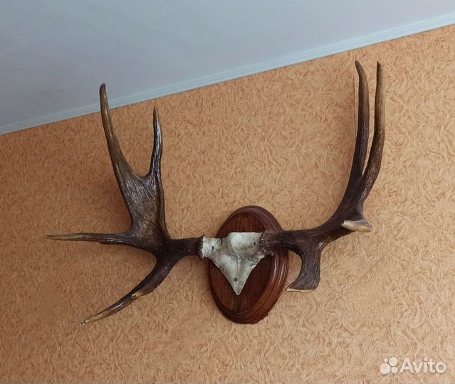 Продам рога лося на медальоне