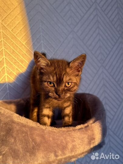 Вязка кошек