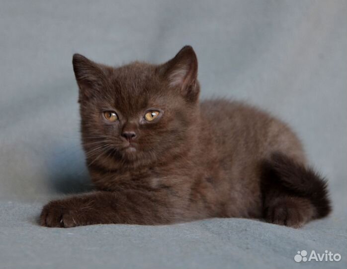 Британский котенок, мальчик, шоколад